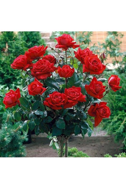 Красная роза штамб – украшение ландшафтного дизайна.